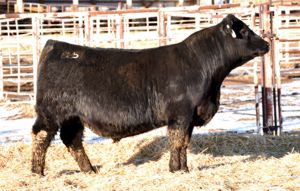 GDAR Clipper Picture