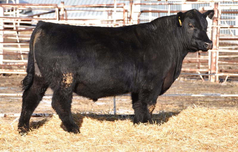 A picture of the Bardolier bull.