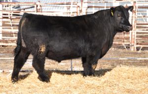 GDAR Bardolier Picture