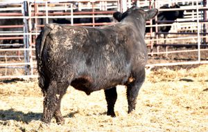 GDAR Load up 392 Picture