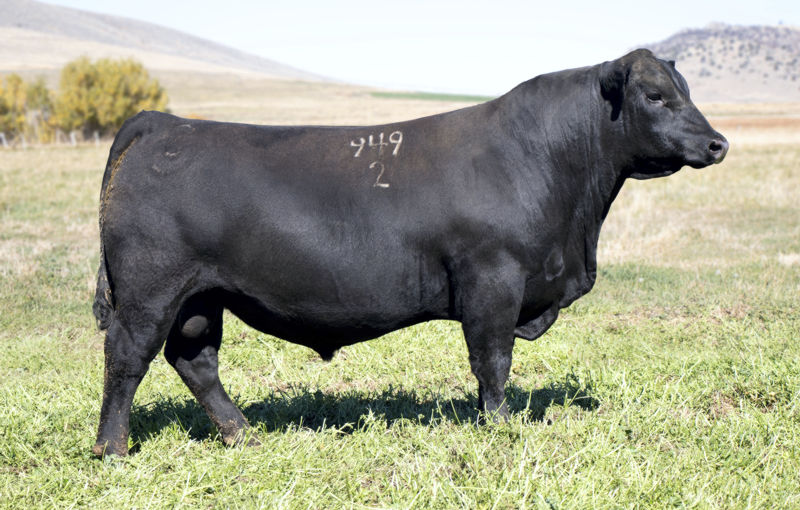 A picture of the Vanderbilt bull.