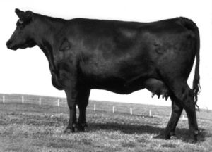 L T FOREVER LADY 395 G D A R