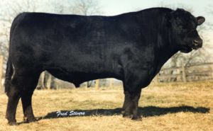 G D A R EXECUTIVE 727