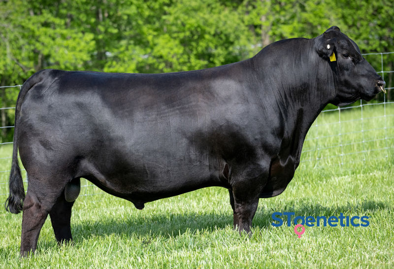 Testament Bull A picture of the Testament bull.