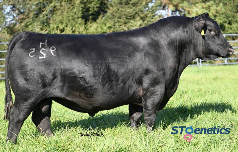 The Heat Seeker Bull A picture of the Heat Seeke bull.